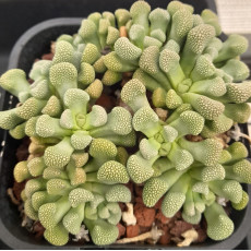 T.primosii (Ex Storms) - Seed